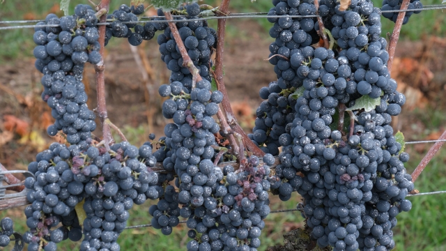 02-Reben an einem Weinstock in der Rheinhessischen Schweiz